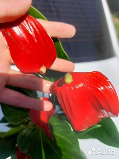 Антуриум редкие сорта