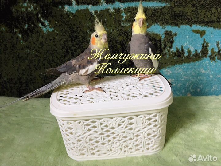 Говорящий попугай Корелла птенец