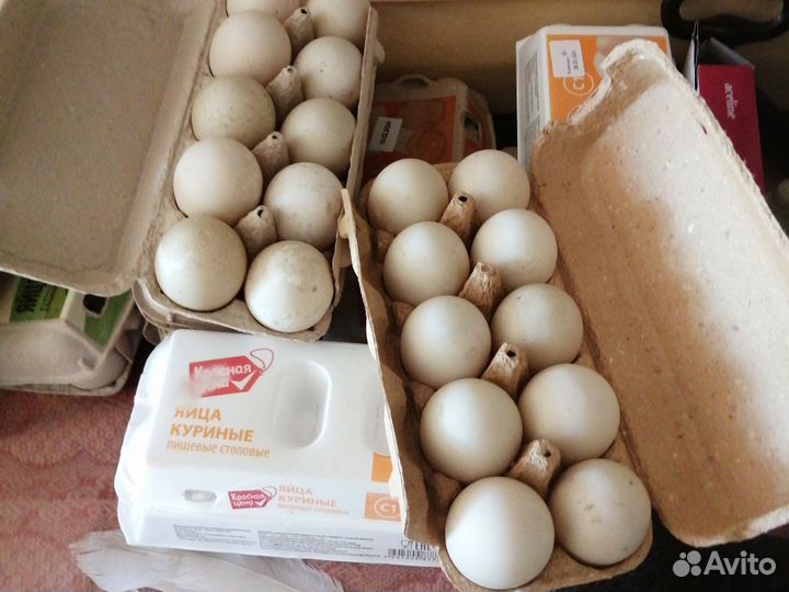 Индоутиные яйца