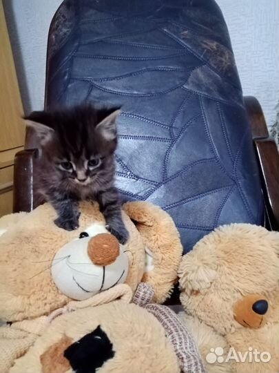 Котята в добрые руки бесплатно