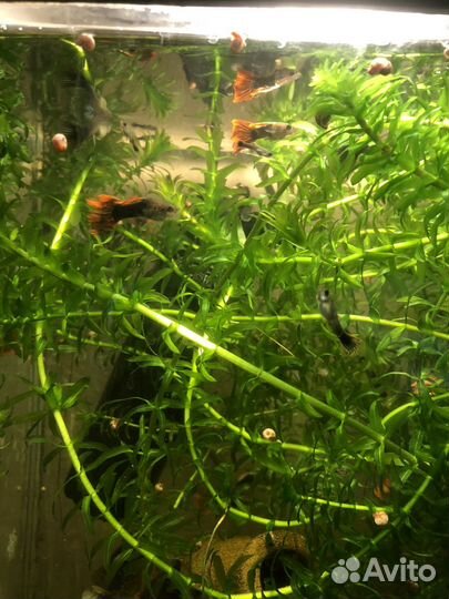 Рыбы гуппи