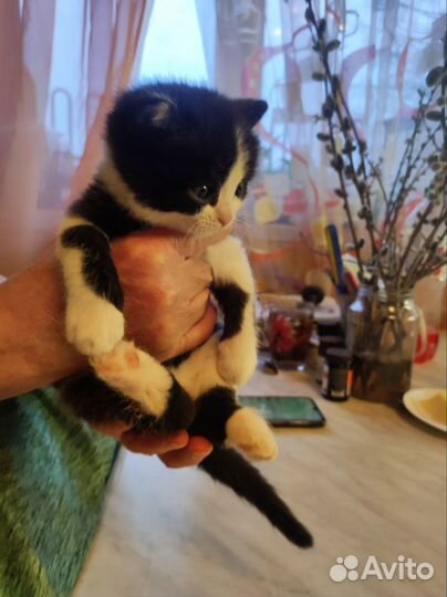 Котята