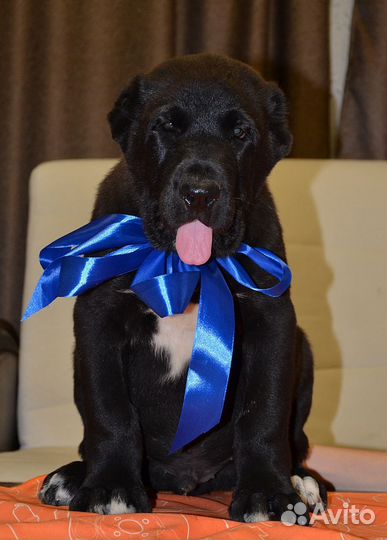 Среднеазиатская овчарка. Кобель. Бесплатно