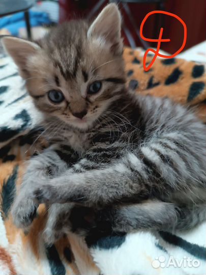 Шотландские котята