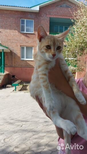 Кошки в добрые руки бесплатно