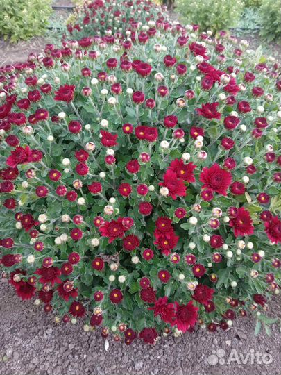 Хризантема оптом