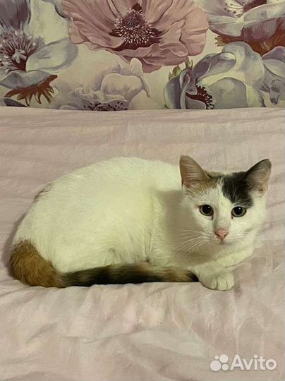 Белая трехцветная кошечка принесет удачу в дом