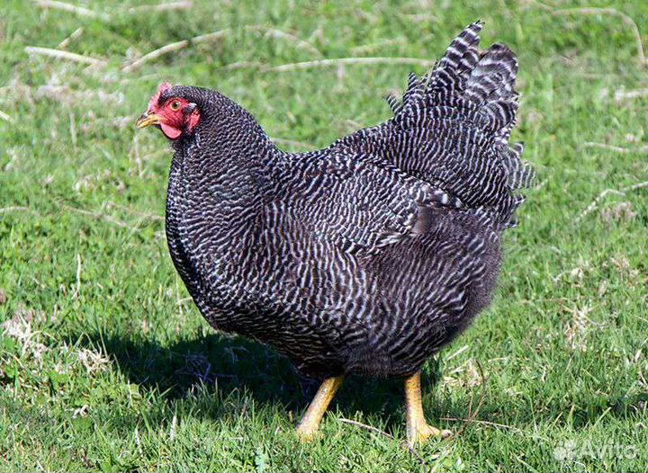 Цыплята Плимутрок Полосатый