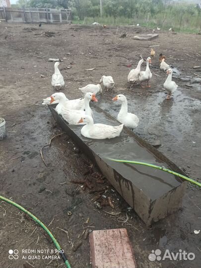 Гусь