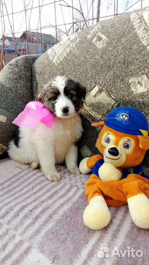 Щенки добрые руки