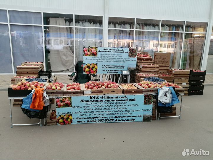 Яблоки домашние флорина. оптом