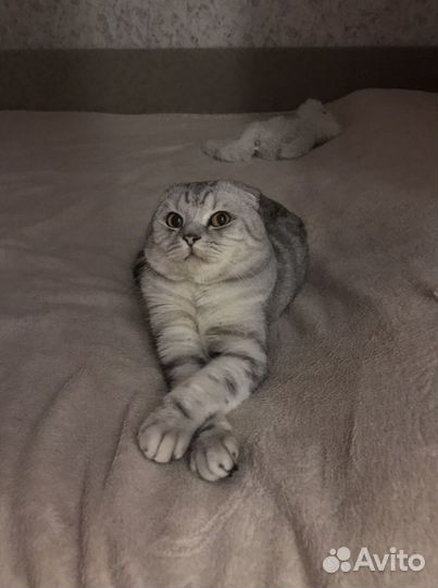 Кот для вязки