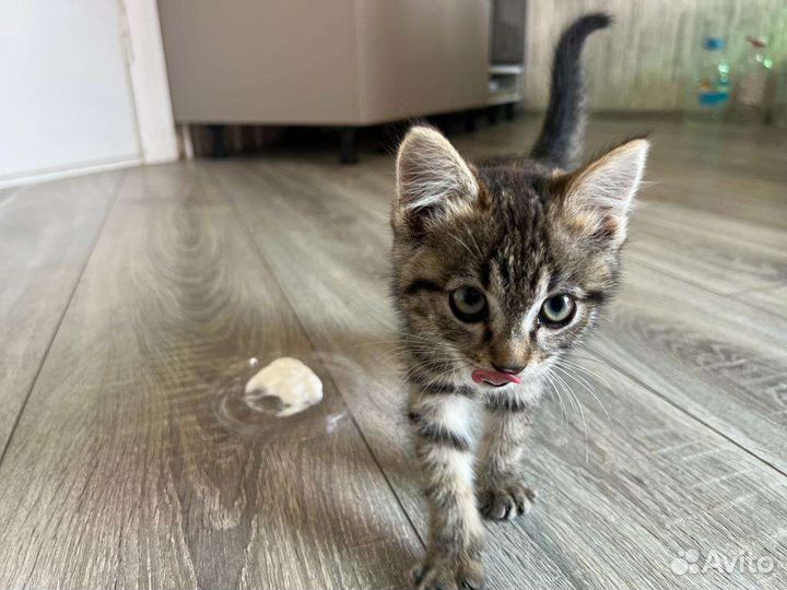 Кошечка в добрые руки