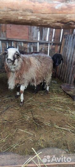 Овцы эдельбай