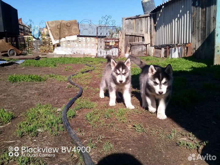 Щенки сибирской хаски