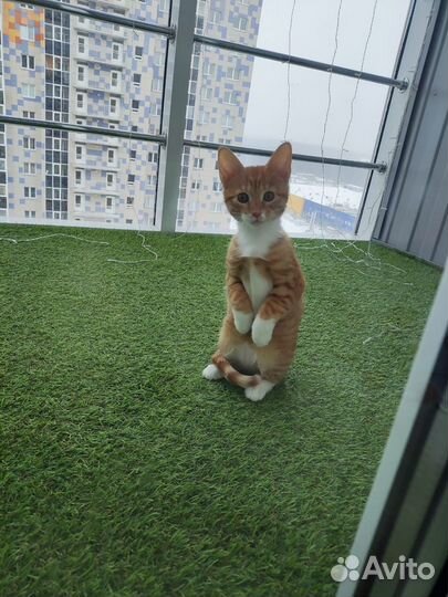 Передержка грызунов, кошек