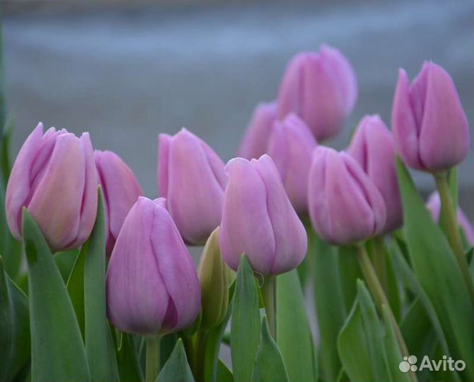 Луковицы тюльпанов