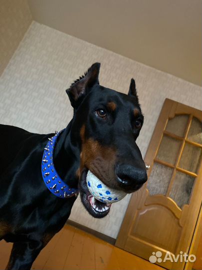 Доберман вязка