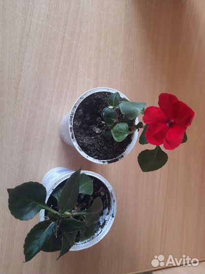 Ахименесы,бальзамин,каланхое,лилейник садовый