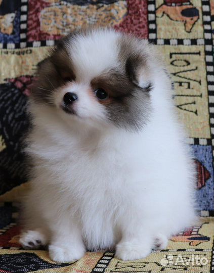 Щенки шпица