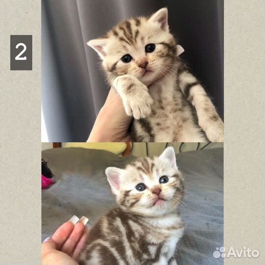 Шотландские котята