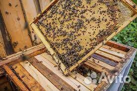 Пчелопакеты