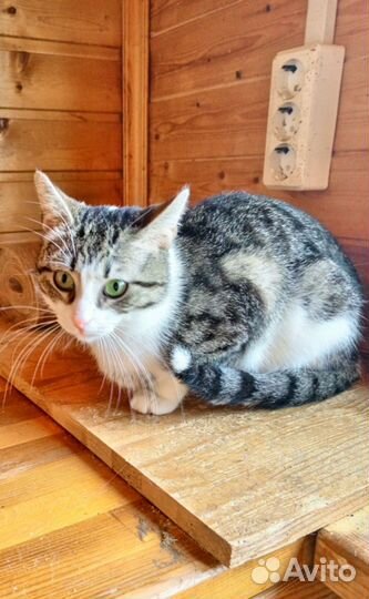 Кошка в дар
