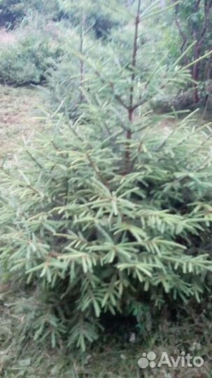 Ель живая местная от 2м