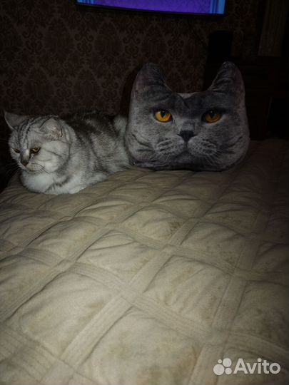 Шотландские малыши