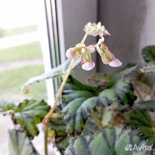 Бегония тигровая Бауэра