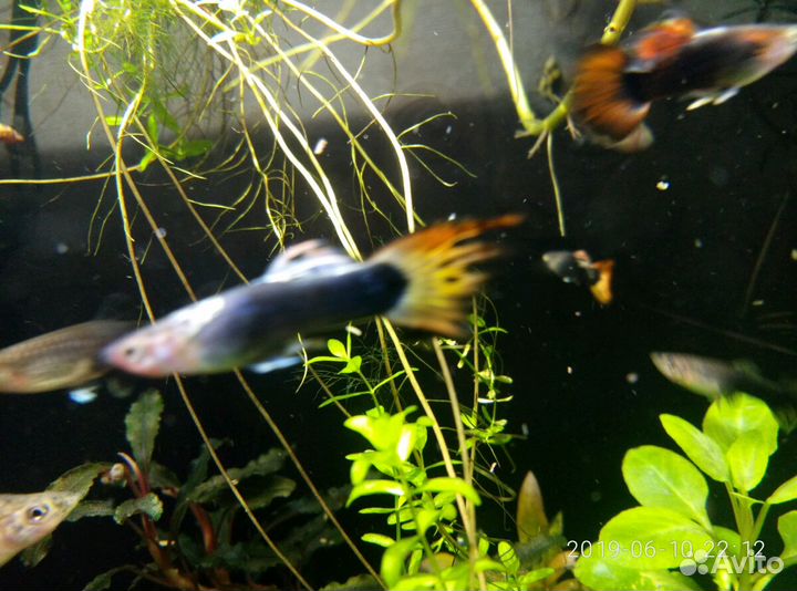 Рыбки гуппи