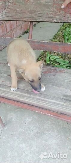 Щеночки в дар