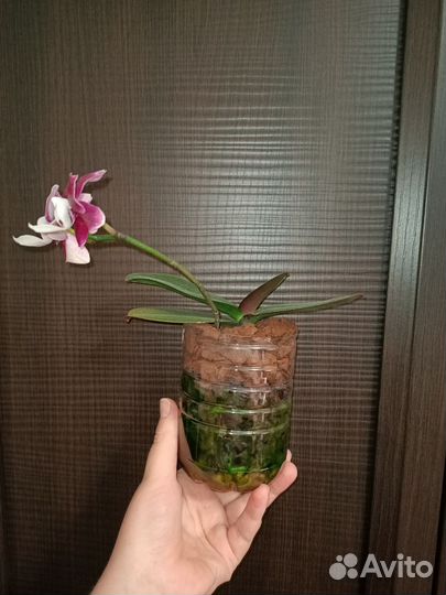 На брони. Ароматная Орхидея фаленопсис Каода