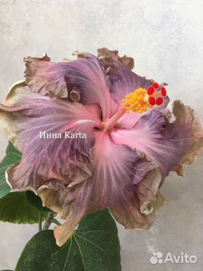 Сортовые гибискусы