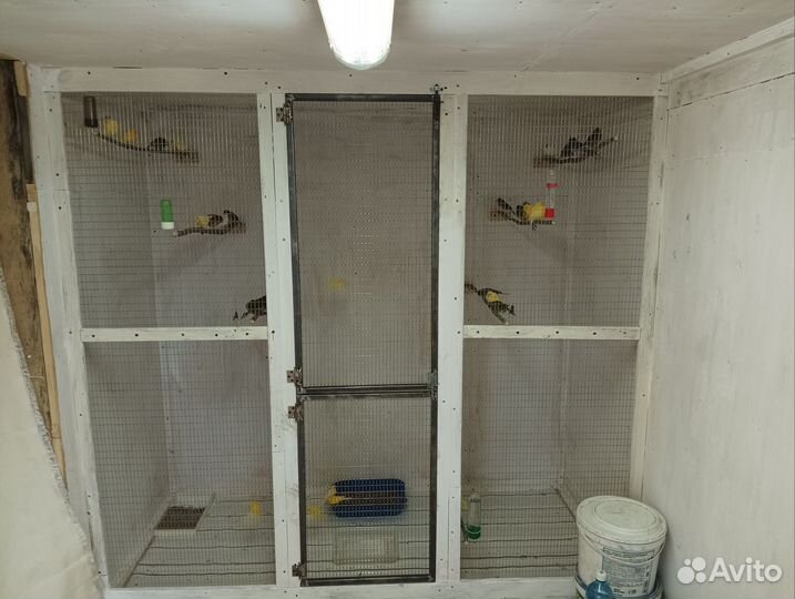 Продам канареек