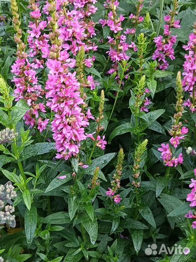 Дербенники