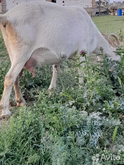 Коза дойная