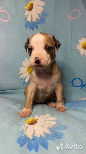 Щенки Прайтера