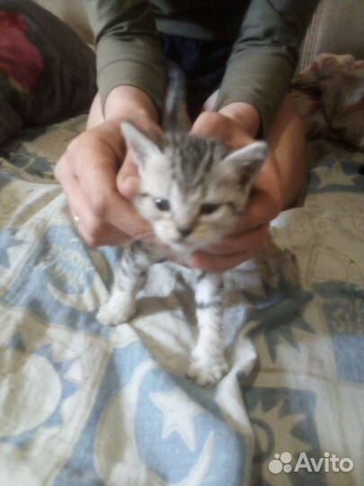 Отдам в добрые руки