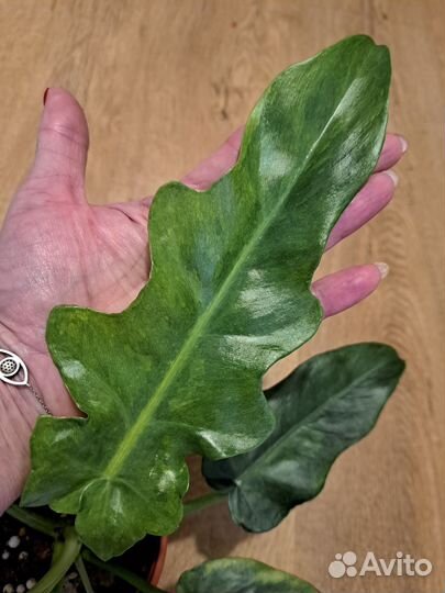 Филодендрон магнификум вариегатный