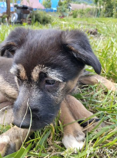 Щенки в добрые руки