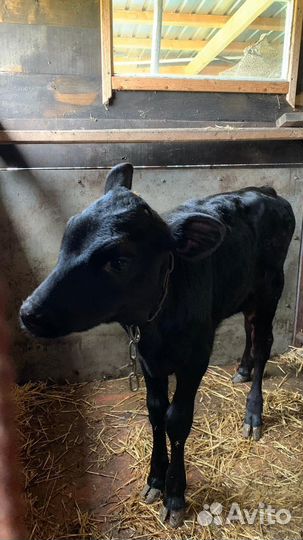 Теленок месячный