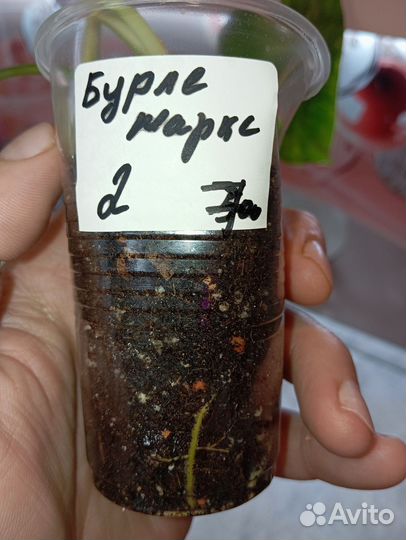 Филодендрон бурле макс вариегатный