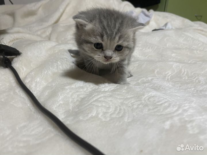 Вислоухие котята бесплатно