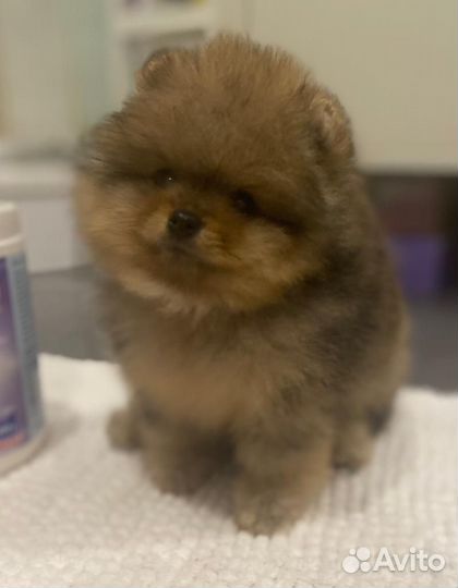 Померанский шпиц