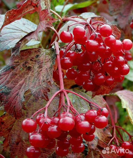 Черная смородина