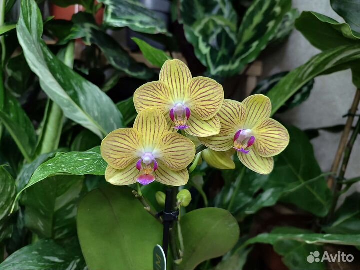 Орхидея мультифлора Gold Baby