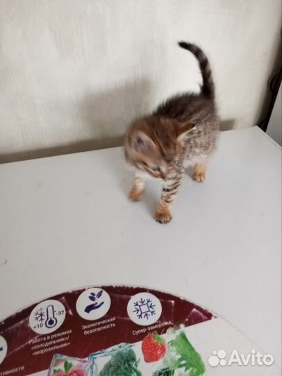 Бенгальская