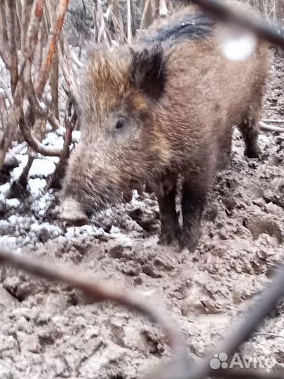 Дикий кабан