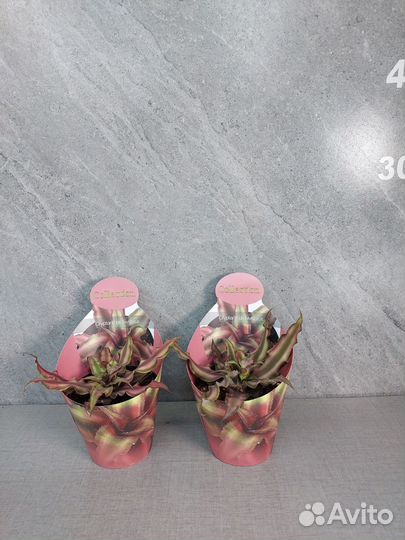 Криптантус Bivittatus Rubin